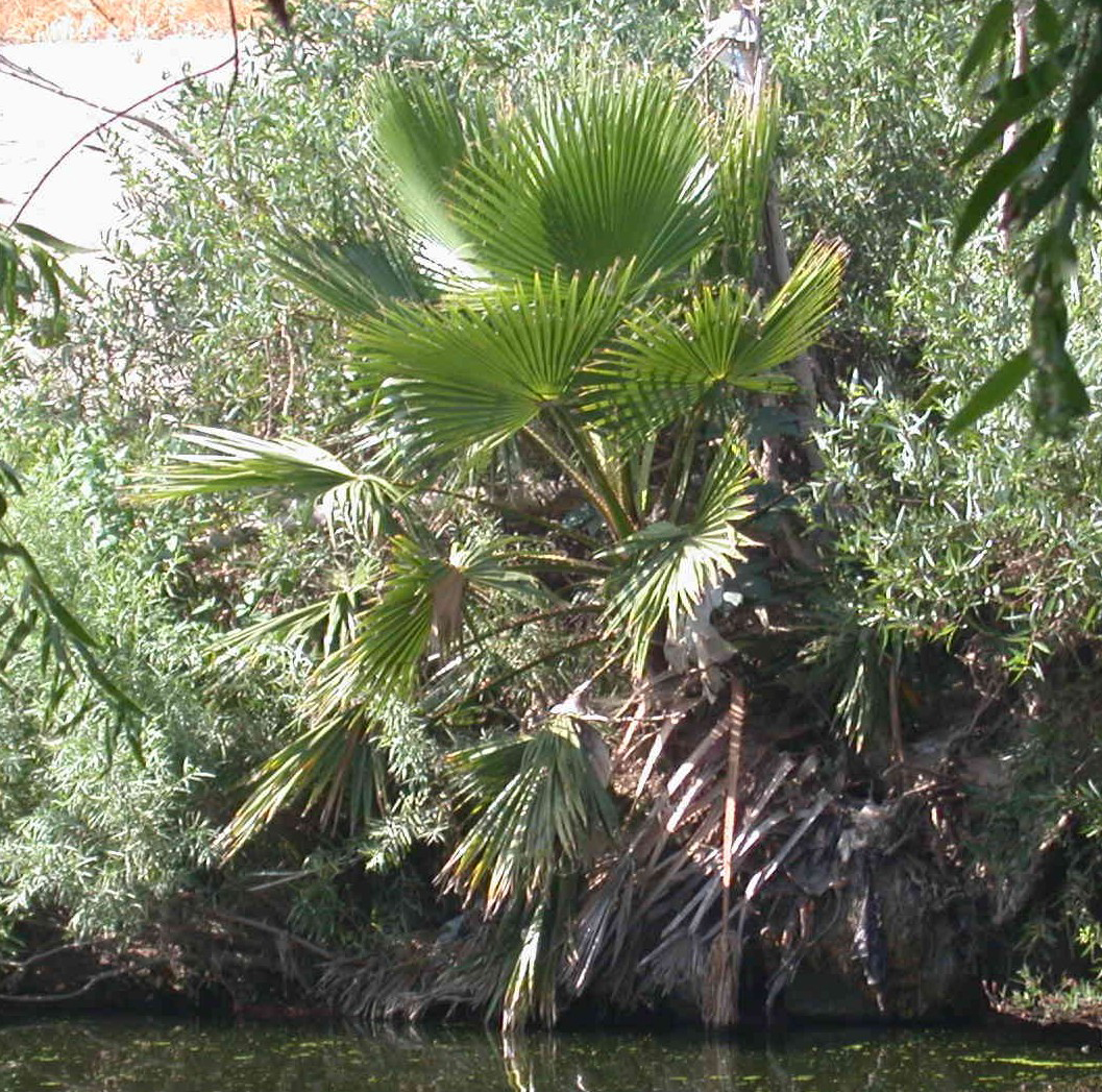 SepulvedaBasinWildlife.org - Shrubs